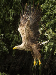White tailed eagle in wild nature