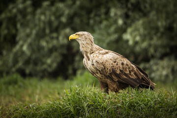 White tailed eagle in wild nature