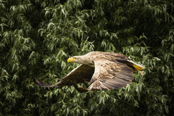 White tailed eagle in wild nature