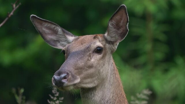Reed deer doe licks salt in the forest.