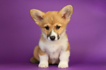 Portrait of a Pembroke Welsh Corgi on a purple background