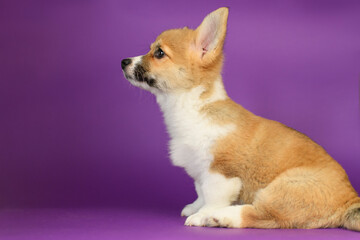 Obraz premium Portrait of a Pembroke Welsh Corgi on a purple background