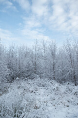 A Cold Snowy Afternoon in the Forest