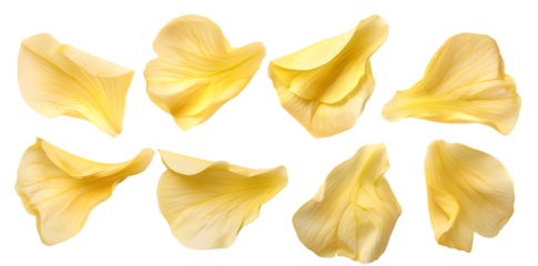 Collection of soft yellow flower petals isolated on transparent background