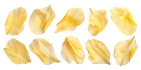 Collection of soft yellow flower petals isolated on transparent background
