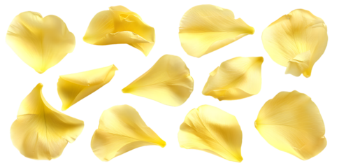 Collection of soft yellow flower petals isolated on transparent background