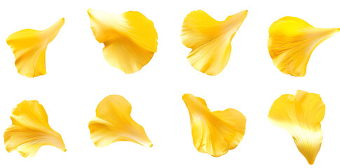 Naklejka premium Collection of soft yellow flower petals isolated on transparent background