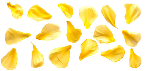 Naklejka premium Collection of soft yellow flower petals isolated on transparent background