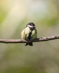 Great Tit in beautiful sunlight 