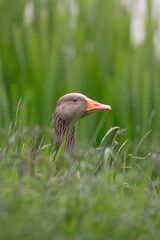 Greylag Goose Portait