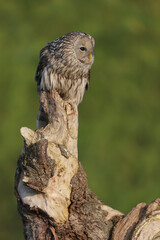 An Ural Owl perched on top of a tree trunk
