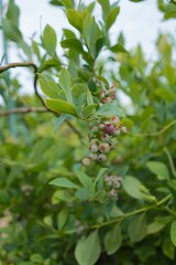 日本、東京の薬用植物園の植物　6月