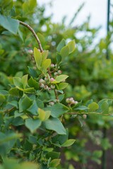 日本、東京の薬用植物園の植物　6月