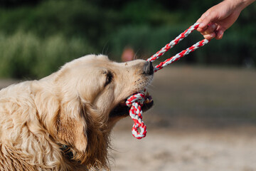  golden retriever tug-of-war