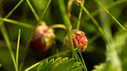CloseUp of an Unripe Wild Strawberry Surrounded by Green Leaves in a Natural Environment