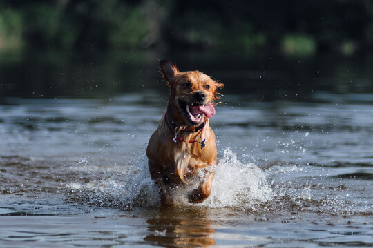 Dog Jump Water Images Browse 24 198 Stock Photos Vectors and Video Adobe Stock