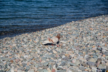 Bird on the seashore. Bird on the beach. Dove on the pebbles.