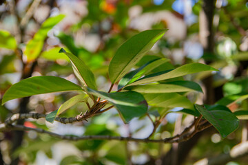 Green leaves background. Tree branch close-up.