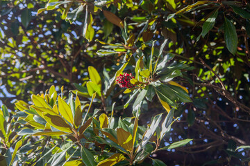 Green and red. A small lonely flower among the large leaves of a tree.