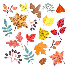 Fototapeta premium Colorful autumn leaves and berries set. Autumn falling leaves isolated on white background. Foliage collection.Seasonal design elements. Vector illustration