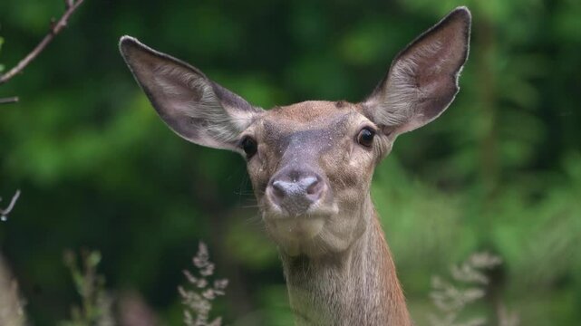 Reed deer doe licks salt in the forest.