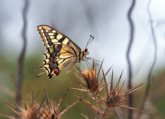 Machaon papillon on a thorny flower in backlite