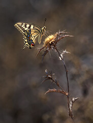 Machaon papillon on a thorny flower