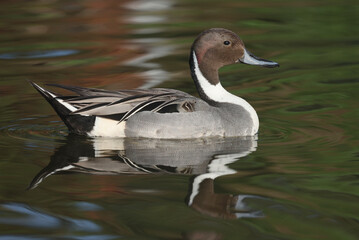 A Northern Pintail swimming in a pond

