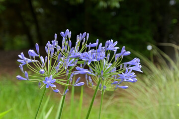 花が裂き始めたアガパンサス