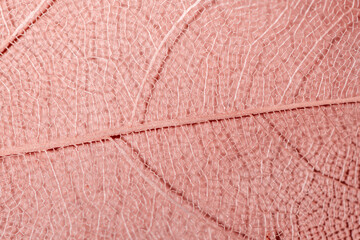 macro photography, natural plant background in the form of a skeletonized leaf of light pink color, close up