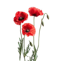 Obraz premium Red Poppy Flowers