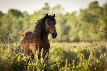 Obraz premium Beautiful wilde horses in nice backlight form sunset