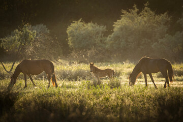 Beautiful wilde horses in nice backlight form sunset