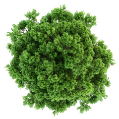 Obraz premium Top-Down View of Lush Green Tree