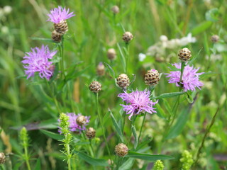 Photo of a meadow cornflower being pollinated by bees and bumblebees, its vibrant pink petals making it a stunning subject for nature photography.