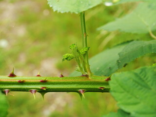 Photo of a wild blackberry bush, emphasizing its crucial thorns for climbing. Nature adorned with functional beauty