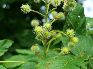 chestnuts shortly after blooming, nestled in small, green, spiky shells as they grow. Capturing the early stages of development of these tree-like fruits