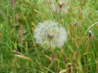 Goatsbeard with huge, ball-like seed heads, resembling dandelions. The parachutes of the seed heads just before dispersing make for captivating natural motifs.