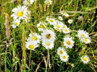  a hoverfly perched on a daisy, taken in a wildflower meadow. The image captures the beauty of...
