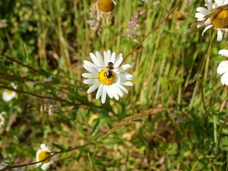 A honeybee sits on a daisy, captured on a wildflower meadow. This colorful nature shot highlights the importance of wildflower meadows for pollinators.