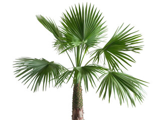 Palm with Fan-Like Green Leaves
