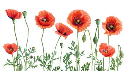 Fototapeta premium Red Poppy Flowers in Bloom