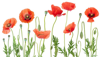 Fototapeta premium Red Poppy Flowers in Bloom