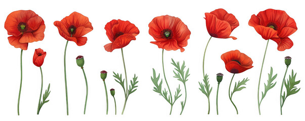 Obraz premium Collection of Red Poppy Flowers