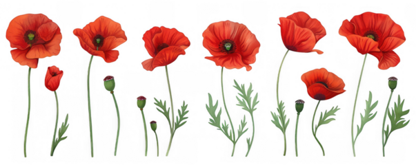 Collection of Red Poppy Flowers