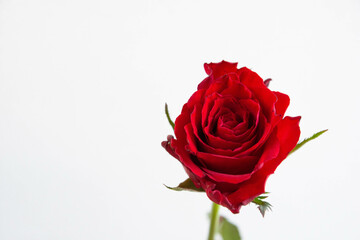 赤い薔薇