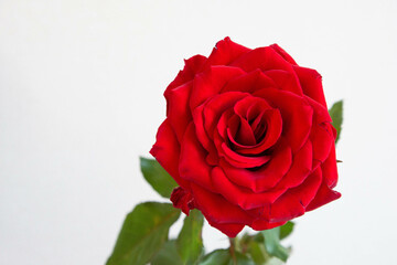赤い薔薇