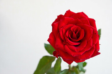 赤い薔薇