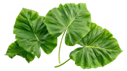 Large Green Elephant Ear Leaves