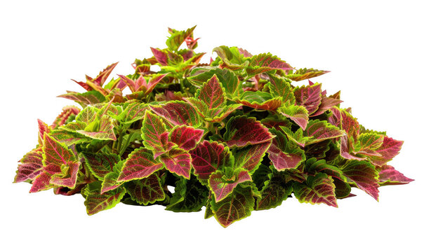 Cluster of Red and Green Coleus Plants